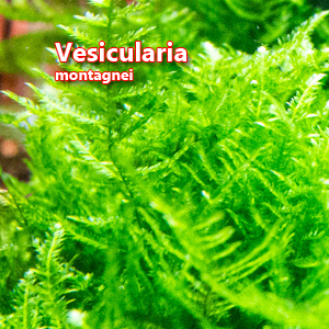 Vesicularia montagnei